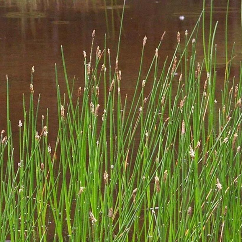 Eleocharis palustris - Junco palustre (Floración)