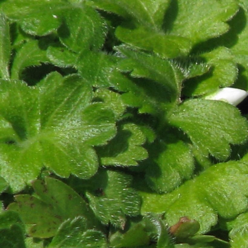 Ellisiophyllum pinnatum (Follaje)