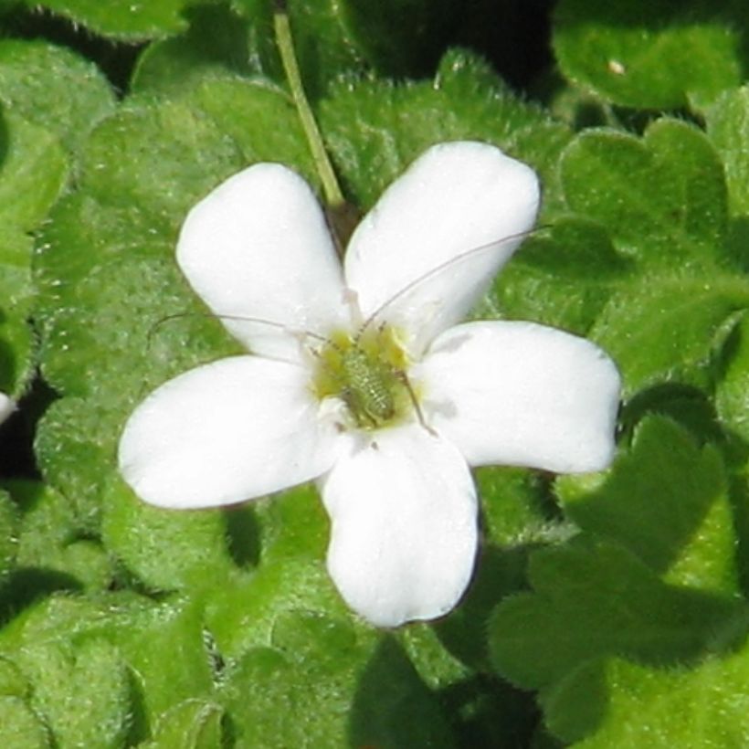 Ellisiophyllum pinnatum (Floración)