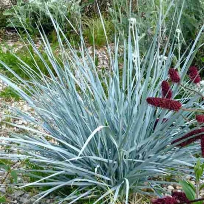 Elymus magellanicus (Porte)