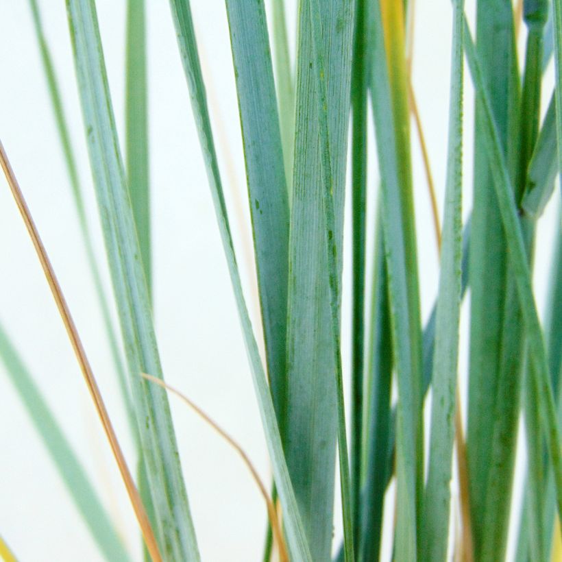 Elymus magellanicus (Follaje)