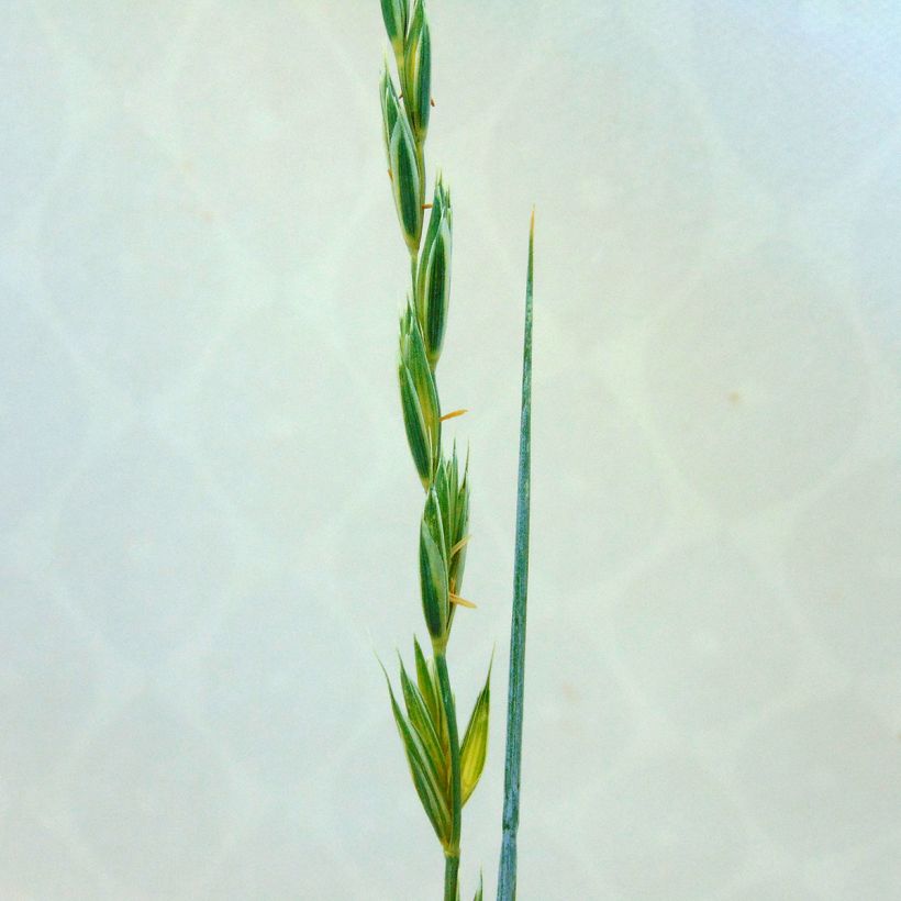 Elymus magellanicus (Floración)