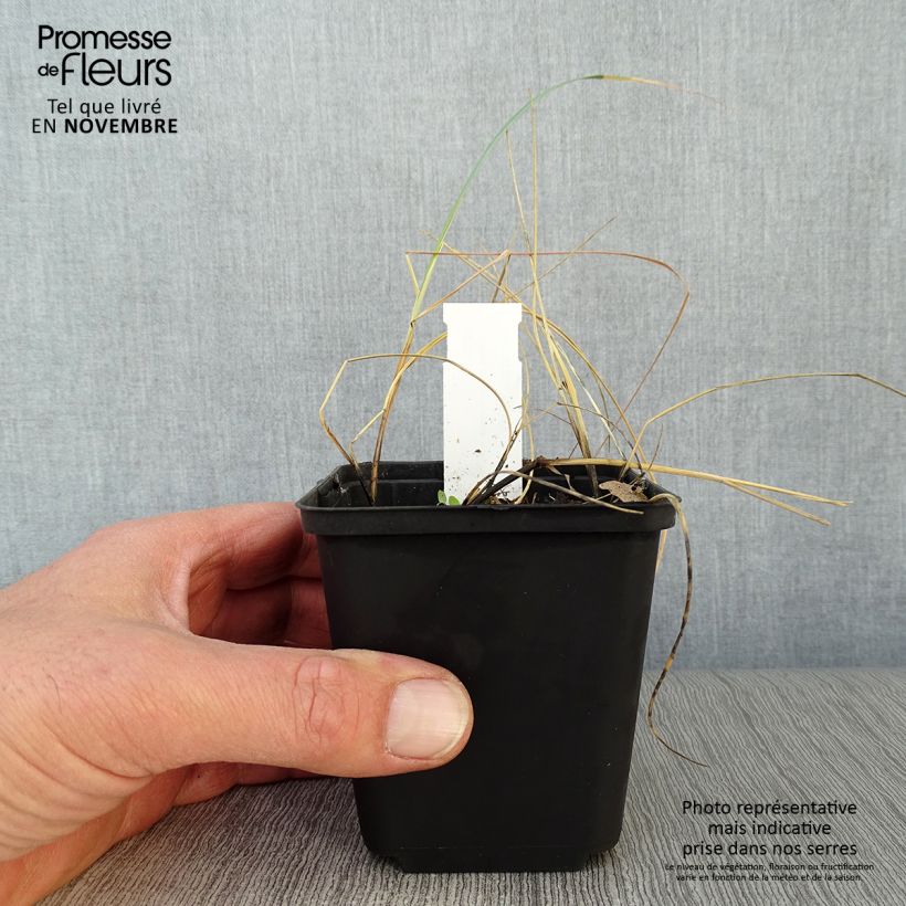 Ejemplar de Elymus magellanicus - Agropyron en godet de 9 cm entregado en otoño