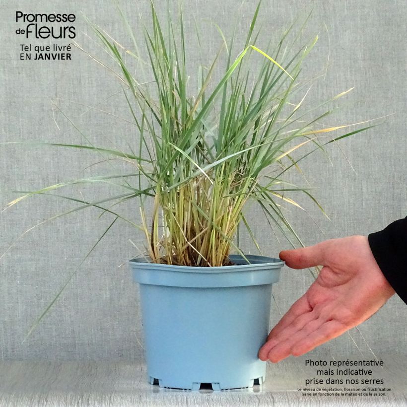 Elymus magellanicus - Agropyron en pot de 2/3L Ejemplar entregado en invierno