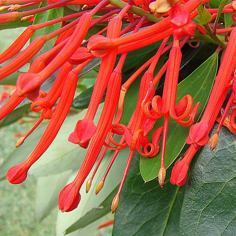 Embothrium coccineum - Notro de flores rojas (Floración)