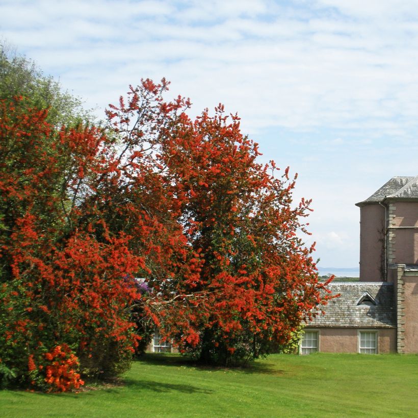 Embothrium coccineum - Notro de flores rojas (Porte)