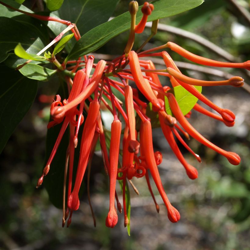 Embothrium coccineum var. lanceolatum (Floración)