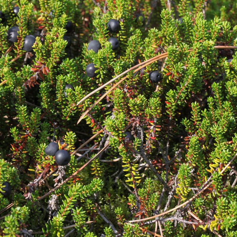 Empetrum nigrum - Arándano negro (Follaje)