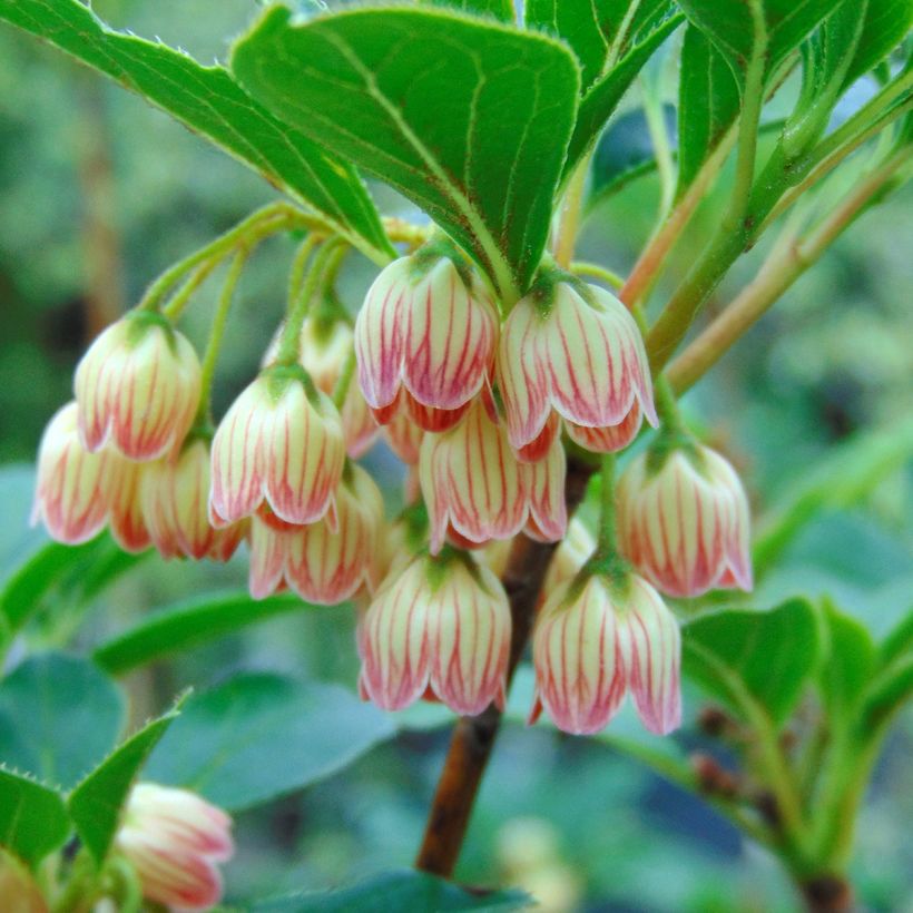 Enkianthus campanulatus - Enquianto (Floración)