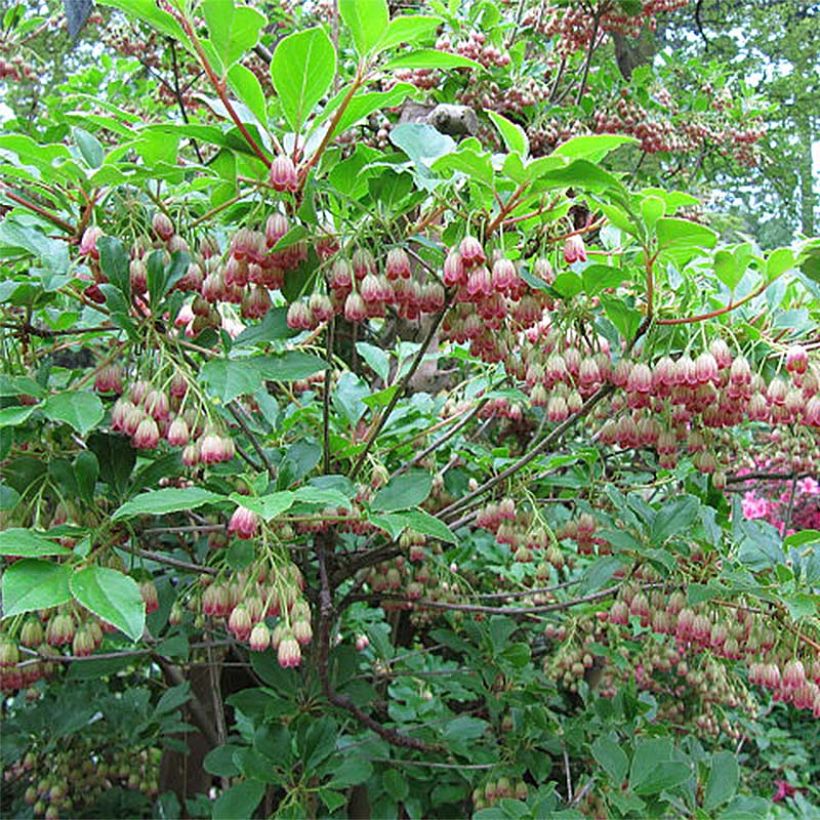 Enkianthus campanulatus Red Bells (Floración)