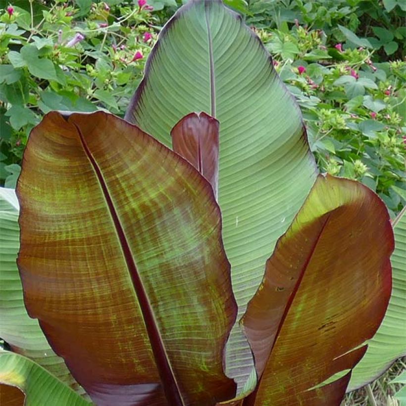 Ensete ventricosum Maurelii - Falso plátano (Follaje)