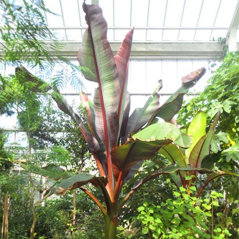 Ensete ventricosum Maurelii - Falso plátano (Porte)