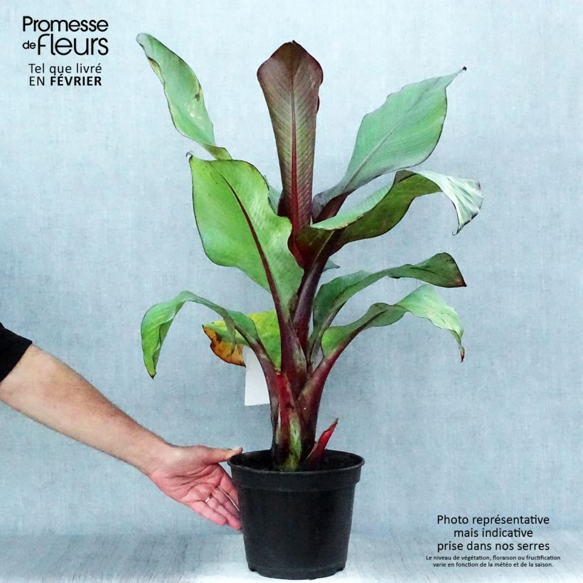 Ejemplar de Ensete ventricosum Maurelii - Bananier rouge d'Abyssinie en pot de 4l/5l entregado en otoño