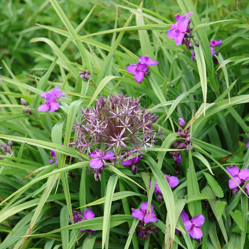 Tradescantia andersoniana Karminglut (Porte)