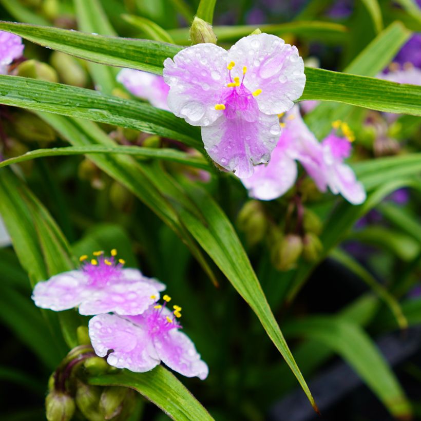 Tradescantia andersoniana Pink Chablis (Floración)