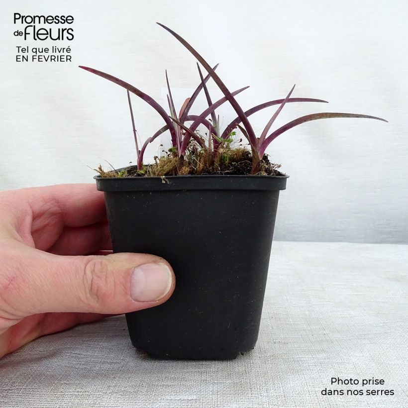 Ephémère de Virginie - Tradescantia andersonina Concord Grape Godet de 9cm Ejemplar entregado en invierno