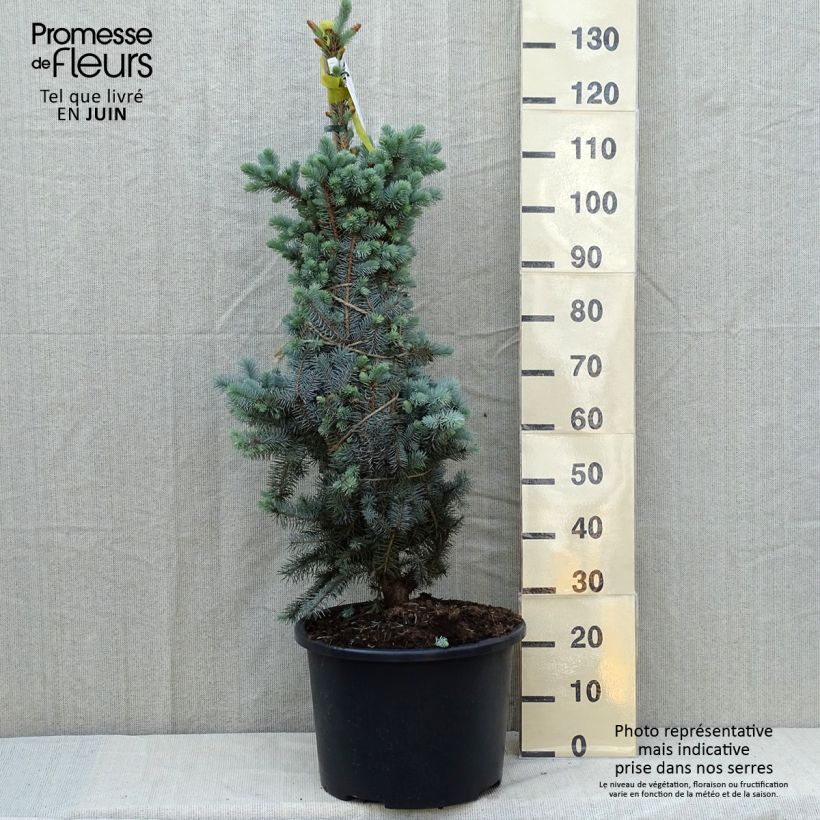 Picea pungens Edith - Pícea de Colorado PiezaAltura de entrega aprox. 40/50cm Ejemplar entregado en la primavera