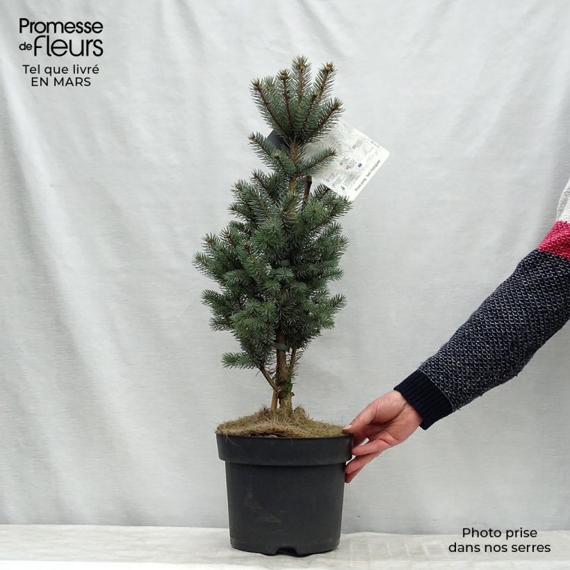 Epicea bleu - Picea pungens Iseli Fastigiate                   Pot de 7,5L/10L Ejemplar entregado en invierno