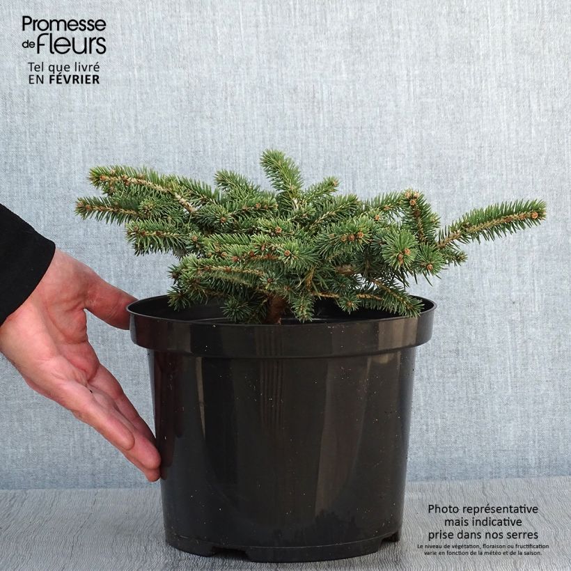 Epicea bleu - Picea pungens Sonia                              Pot de 4L/5L Ejemplar entregado en invierno