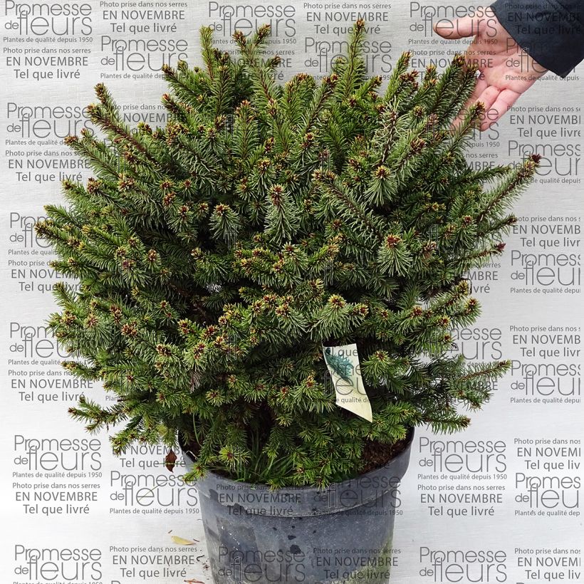 Ejemplo de ejemplar de Epicea commun - Picea abies Hana Subutus          Pot de 7,5L/10L tal y como se entrega