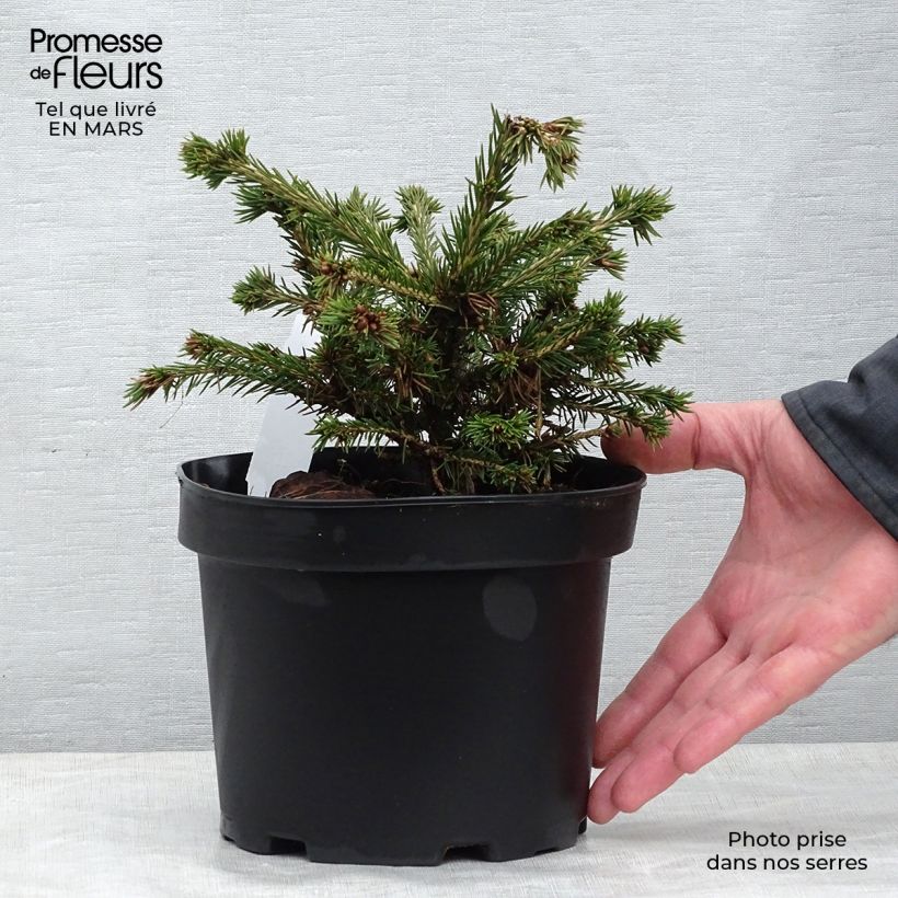 Picea abies Maxwellii - Pícea común Maceta 2L/3LAltura de entrega aprox. 15/20cm Ejemplar entregado en la primavera