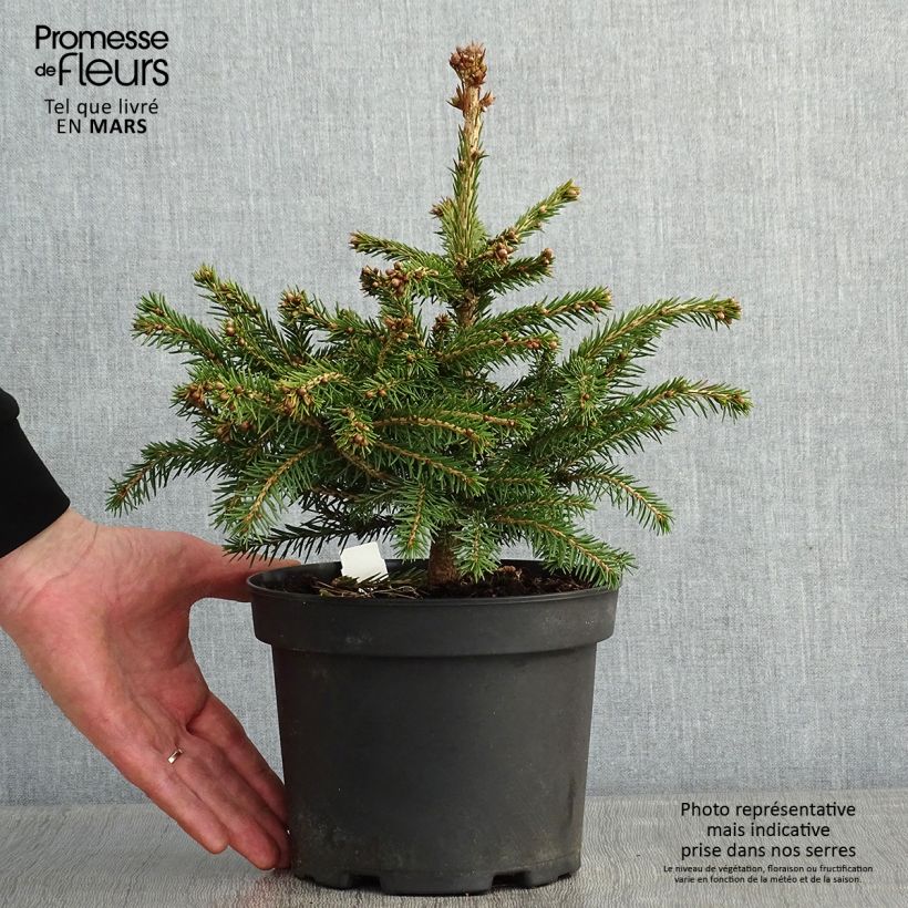 Epicea commun - Picea abies Maxwellii Pot de 2L/3L Ejemplar entregado en invierno