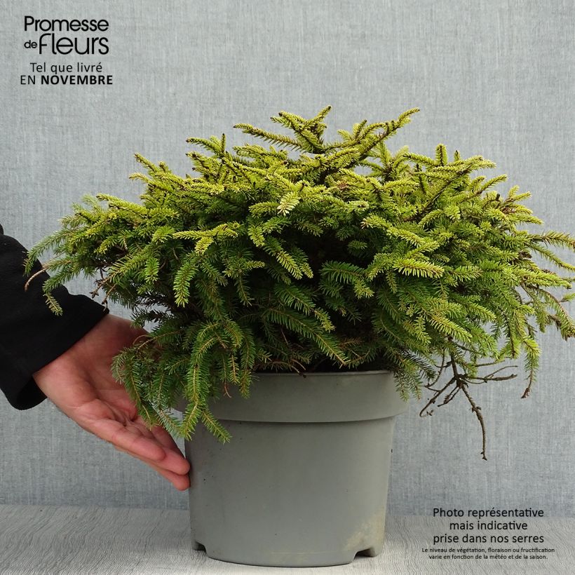 Ejemplar de Epicea commun - Picea abies Nidiformis en pot de 2/3L             entregado en otoño