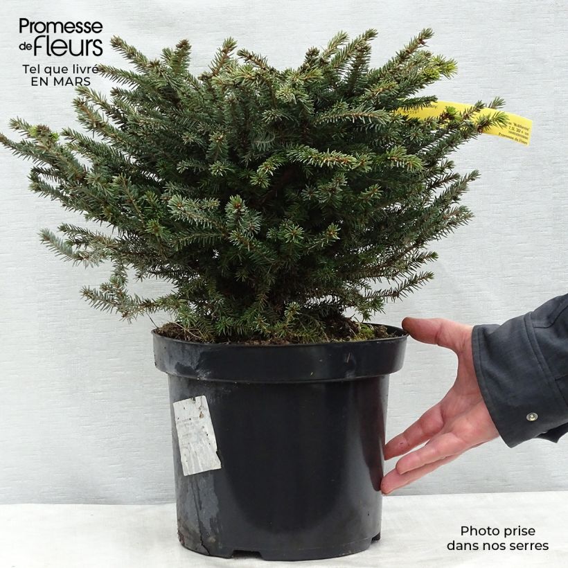 Epicea commun - Picea abies Nidiformis en pot de 7,5L/10L Ejemplar entregado en invierno