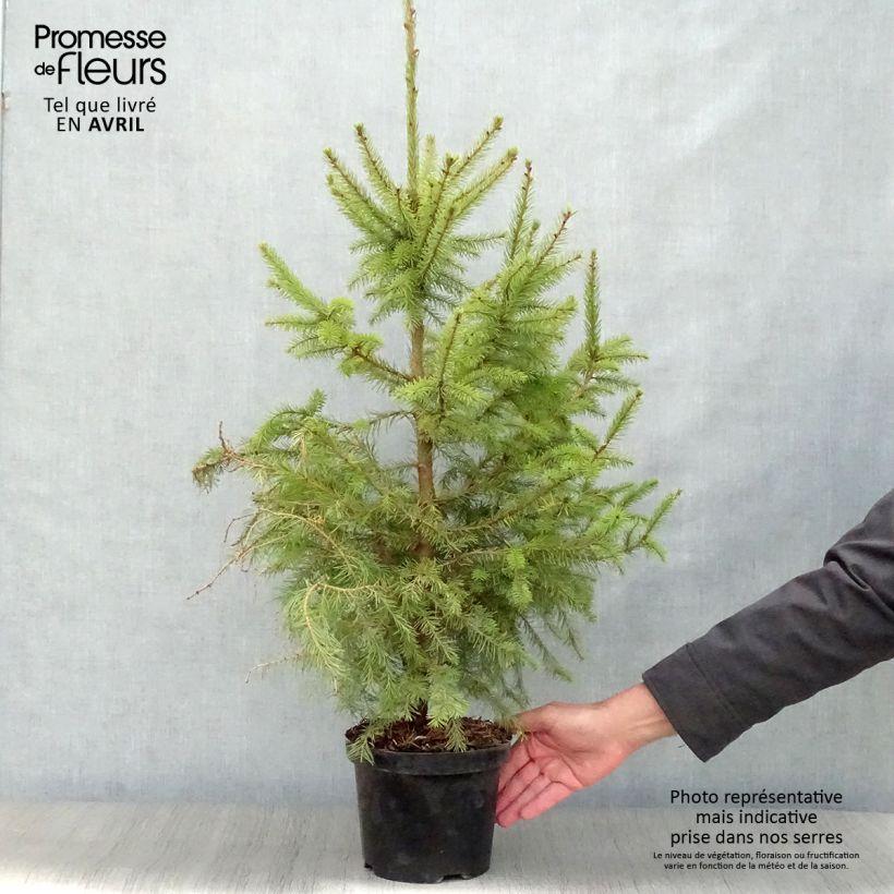 Picea omorika Nana - Pícea de Serbia Maceta 2L/3LAltura de entrega aprox. 70cm Ejemplar entregado en la primavera