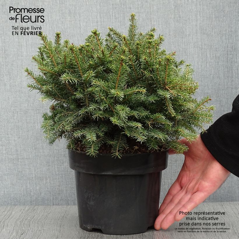 Epicea de Serbie - Picea omorika Karel en pot de 2/3L      Ejemplar entregado en invierno