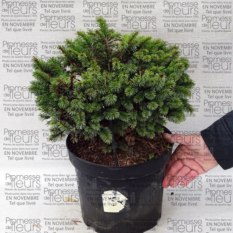 Ejemplo de ejemplar de Epicea de Sitka - Picea sitchensis Rom                              Pot de 7,5L/10L tal y como se entrega