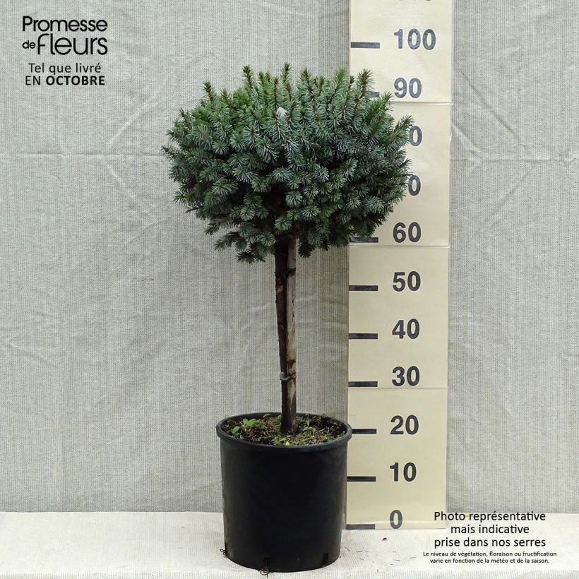 Ejemplar de Épicéa de Sitka - Picea sitchensis Silberzwerg Pot de 12L/15L entregado en otoño