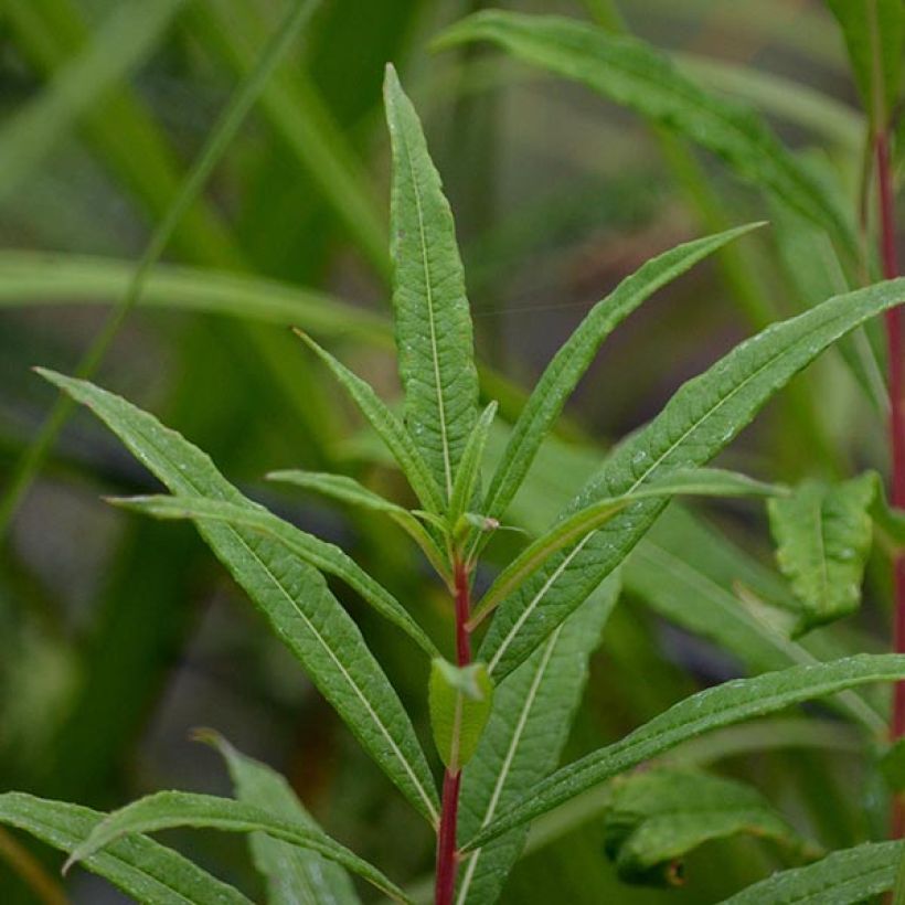 Epilobium angustifolium Stahl Rose (Follaje)