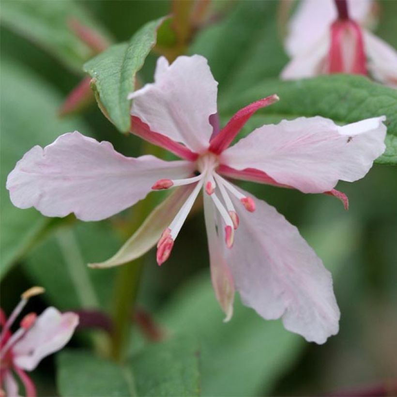 Epilobium angustifolium Stahl Rose (Floración)