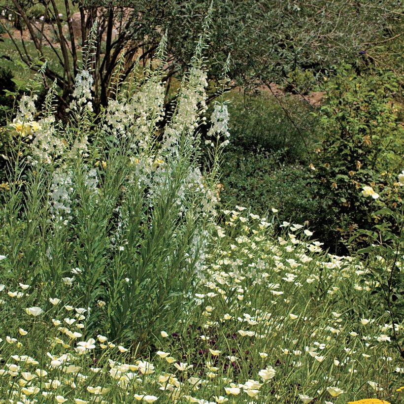 Epilobium angustifolium Album (Porte)