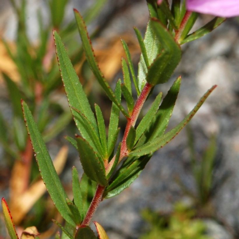 Epilobium fleischeri - Adelfilla (Follaje)