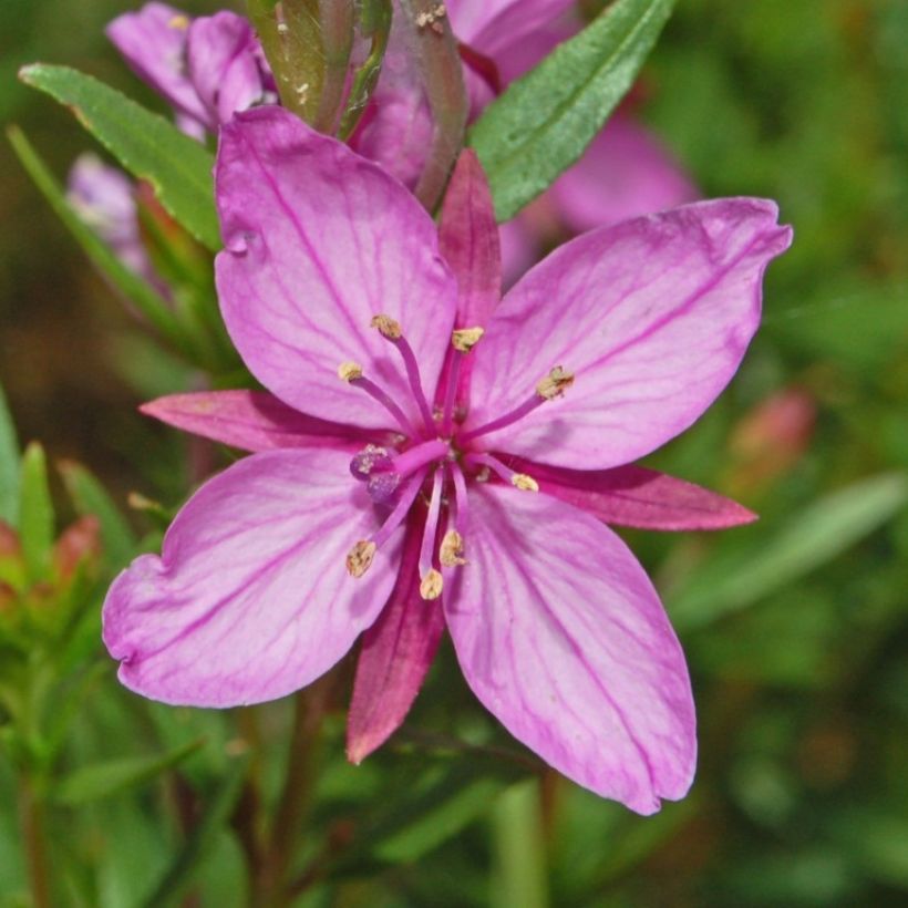 Epilobium fleischeri - Adelfilla (Floración)