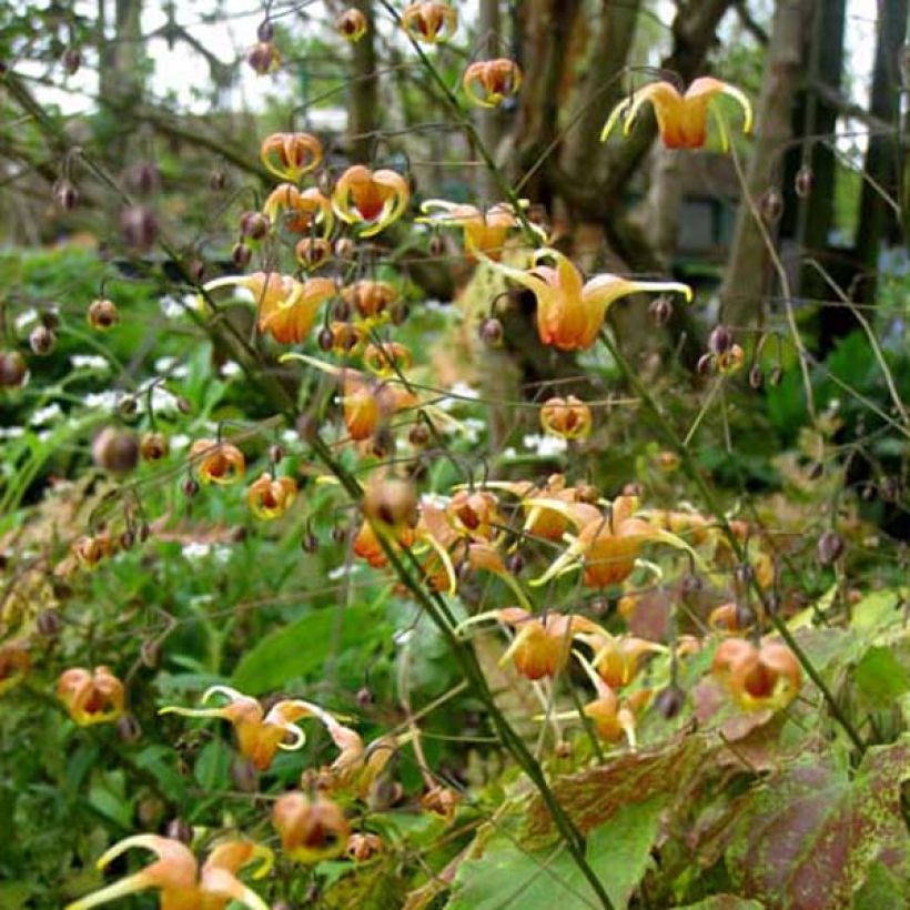 Epimedium Amber Queen (Porte)