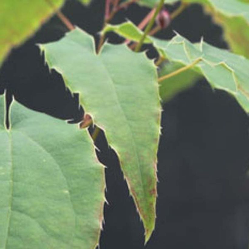 Epimedium Domino (Follaje)