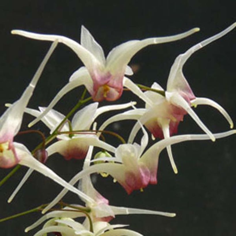 Epimedium Domino (Floración)