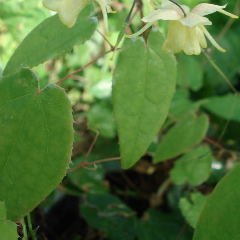 Epimedium Flower Of Sulphur (Follaje)