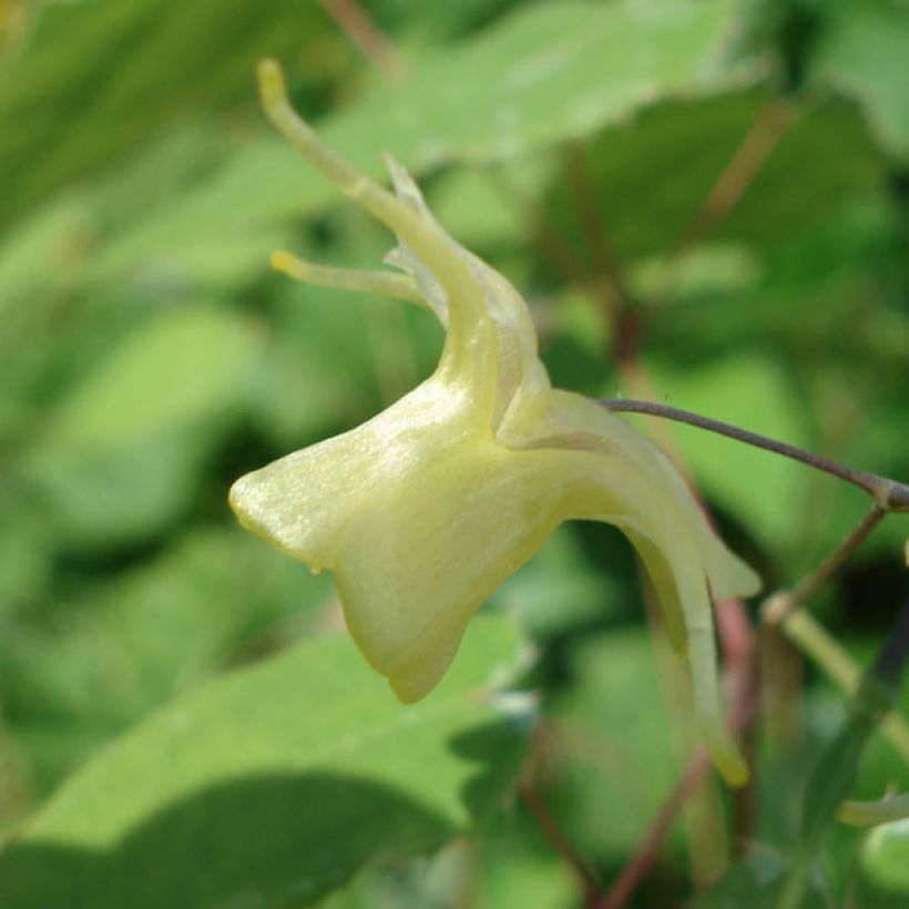 Epimedium Flower Of Sulphur (Floración)