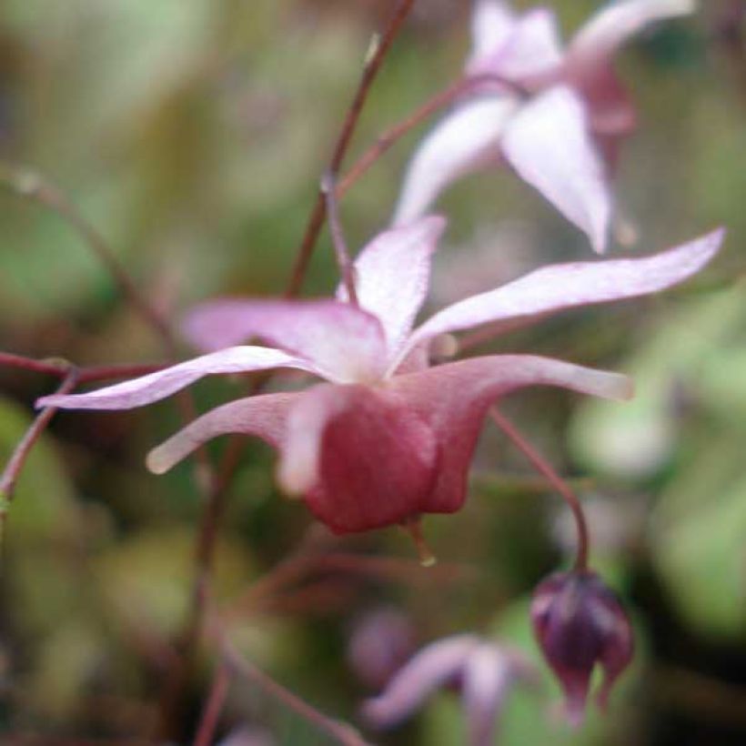 Epimedium Pink Elf (Floración)