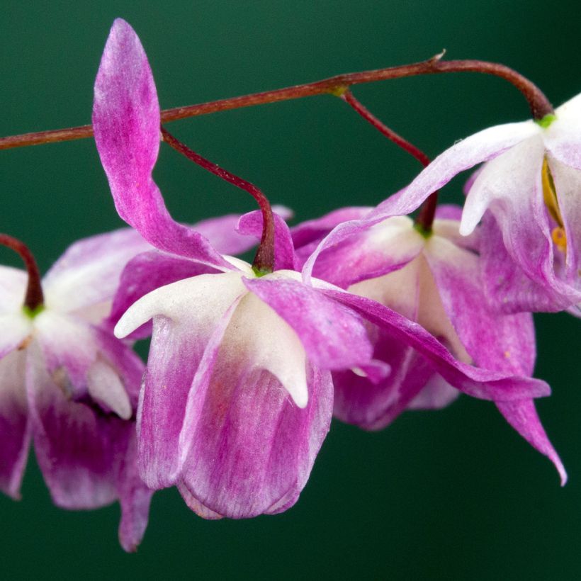 Epimedium Pumosum Roseum (Floración)