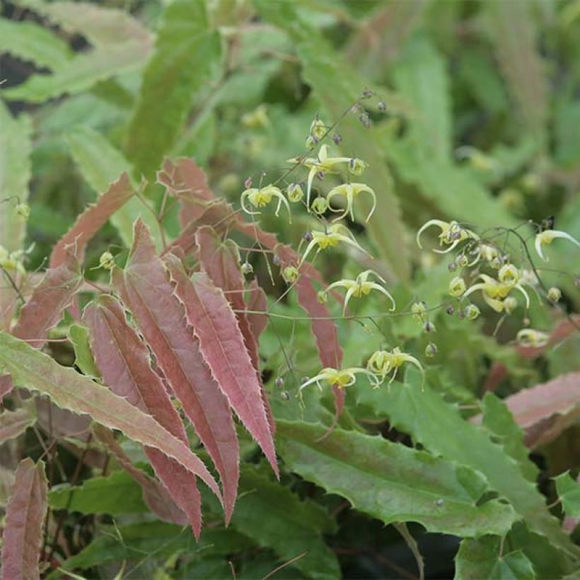 Epimedium Sphinx Twinkler (Follaje)