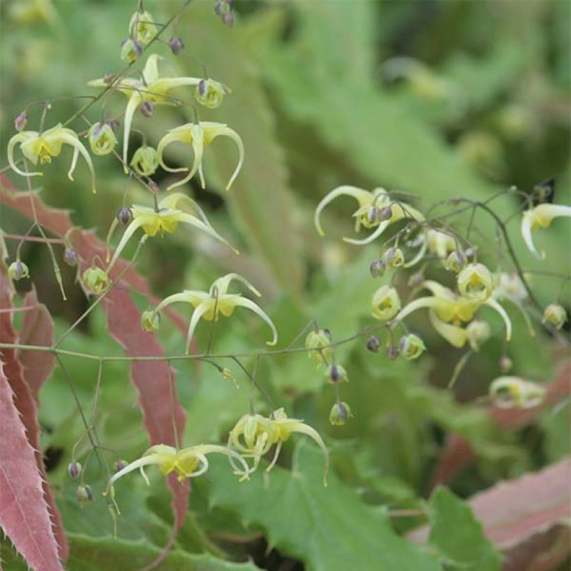 Epimedium Sphinx Twinkler (Floración)