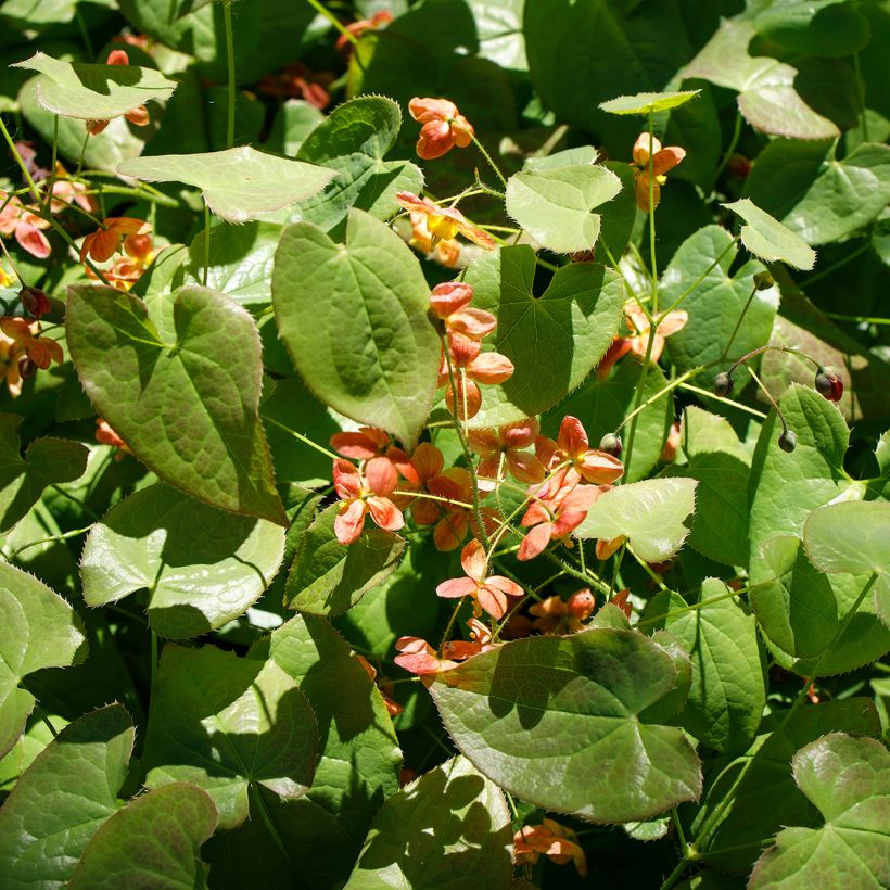 Epimedium alpinum (Porte)