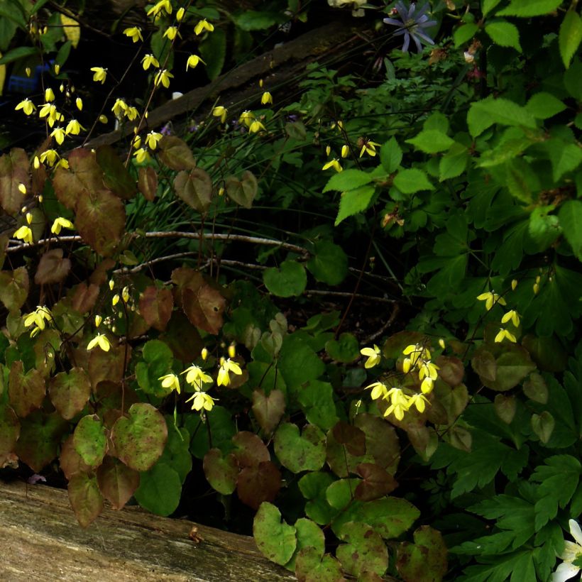 Epimedium campanulatum (Porte)