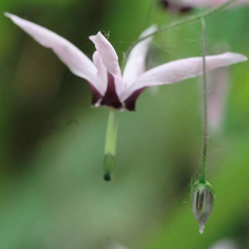 Epimedium fargesii Pink Constellation (Floración)