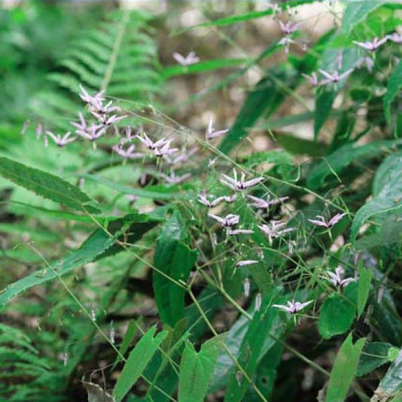 Epimedium fargesii Pink Constellation (Porte)